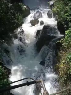 奥日与黑暗森林